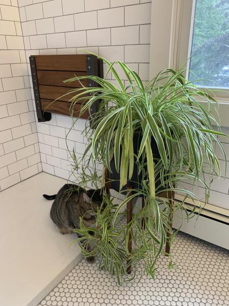 Aspca houseplants cheap